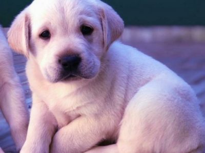 CACHORROS CANICHE, OVEJERO, LABRADOR, SHAR PEI, BULLDOG FRANCÉS